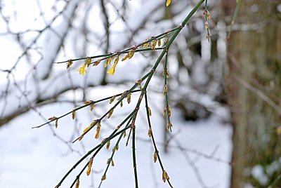 Jasminum nudiflorum - jasmín nahokvětý - kvetoucí zimní větévka